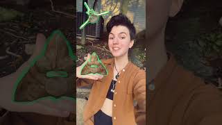 Whaleontology Drama
