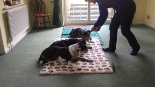 RP Phase 12. Harry, Winnie and Sophie successfully staying put!