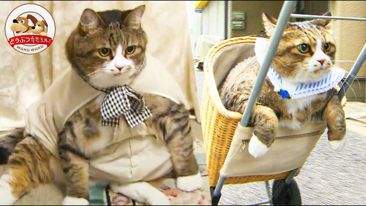 伝説の巨体ネコ】体重11kgのぴやくんがダイエットに挑戦！無理なく遊ん