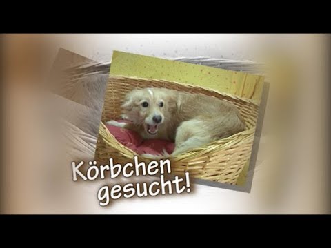 Körbchen gesucht!