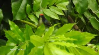 Download Lagu Scarlet-backed flowerpecker (Dicaeum cruentatum) MP3