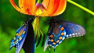 Las Mariposas, Características Y Especies. - TvAgro por Juan Gonzalo Angel