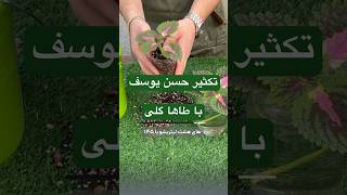 تکثیر راحت حسن یوسف😍 #گیاه #plants screenshot 5