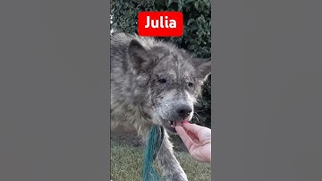 This rescued dog will break your heart and then will give you HOPE! Full video: www.HopeForPaws.org