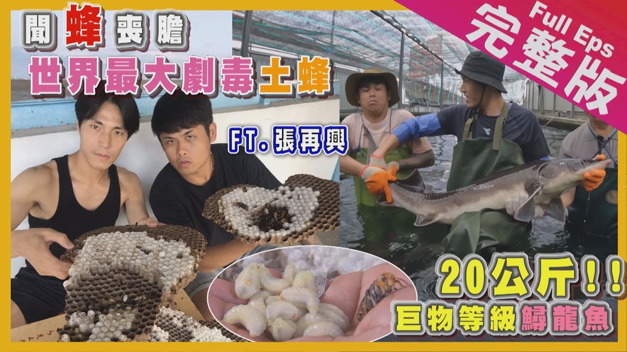 【彰化嘉義】大來賓張再興｜世界最大劇毒土峰/鱘龍魚饗宴/全台最科技露營車《世界第一等》1072集 完整版 Taiwan EP. 1072 EngSub