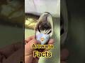 Arowana Facts you must know #aquarium #arowana #lifestyle #ytshort #subscribe #fish #trending