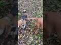 Немецкие пинчеры, английский шпион и Линда (в роли Маты Хари) #dogs #germanpinscher #hungarianvizsla