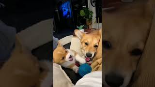 Puppy with Mother - Puppy Sound | Puppies Sound Effect | Dog Sound Effect