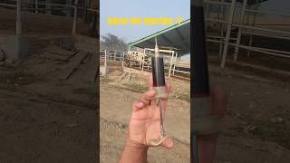 #injection #syringe #meditation #cow #murrah #trending #viral #farming