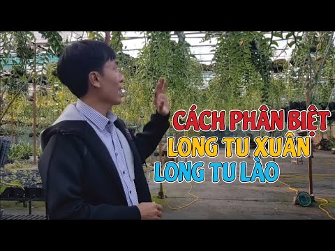 Hướng Dẫn Phân Biệt Long Tu Lào Và Long Tu Xuân | #MêLanTV | Foci