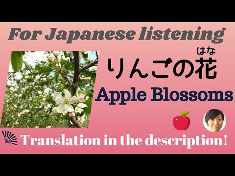Japanese Listening Practice - Apple Blossoms In Nagano