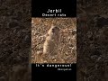 Jerbil-Desert rats, It&#39;s dangerous! Mongolia #shorts