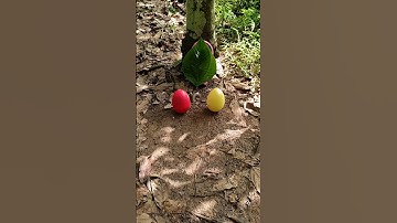 Finding eggs and squid game #egg  #satisfying #squidgame2