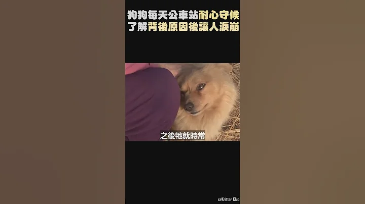 狗狗每天在公共汽车站等待,了解背后的原因后,让人泪崩!#狗狗#宠物#动物#感动#报恩#shorts - 天天要闻