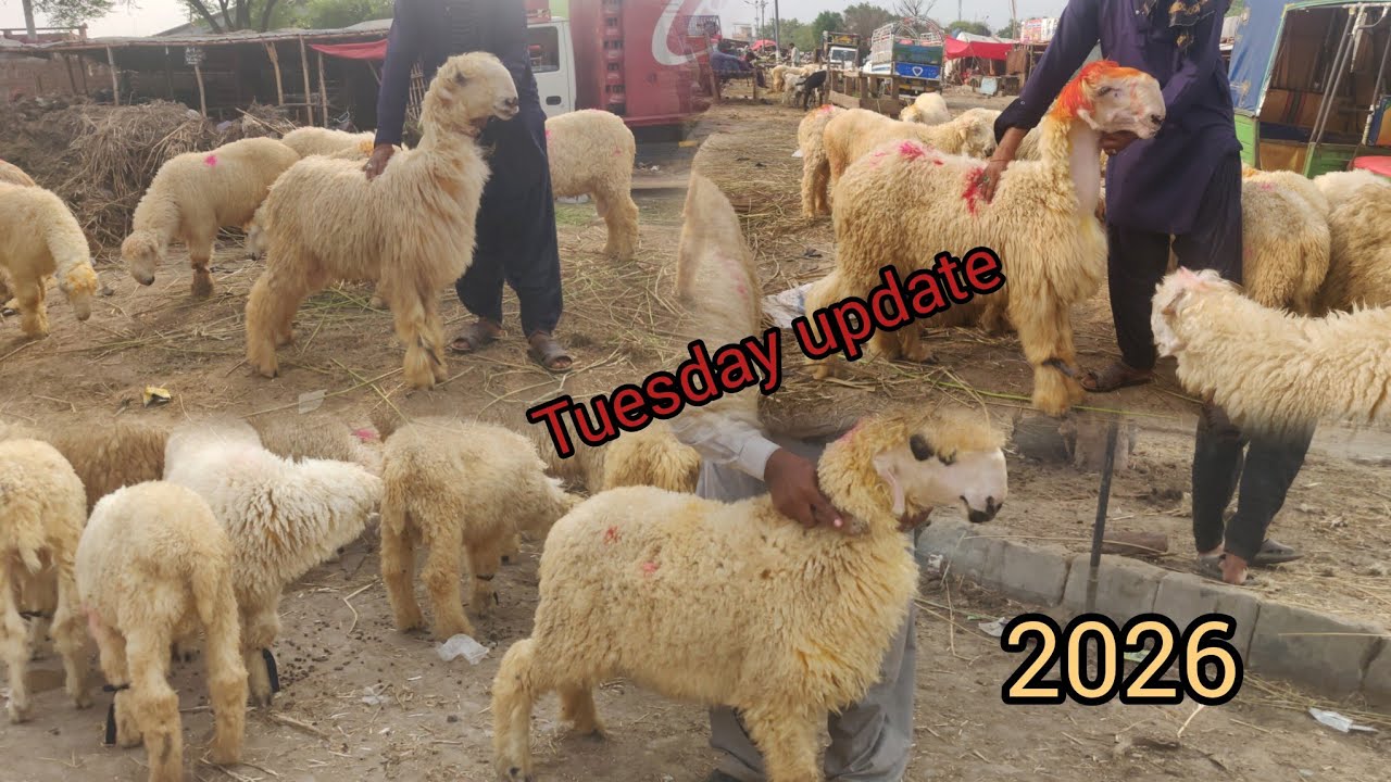 Tuesday update mudray chatray taddy bakray shahpur kanjra lahore mandi lovers