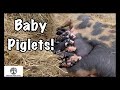 Farrowing Pigs Pasture - AMAZING Results