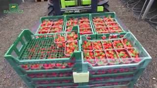 RASTAGRİ B.V. Çilek Yetiştiriciliği - Strawberry Growing