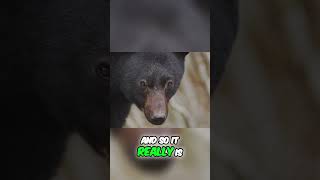 Human vs Bear: Who’s Really at Fault?