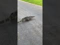 #monitorlizard #bangkok #thailand  #shorts #shortsvideo #shortsfeed #amazing