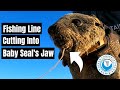 Fishing Line Cutting into Baby Seal's jaw