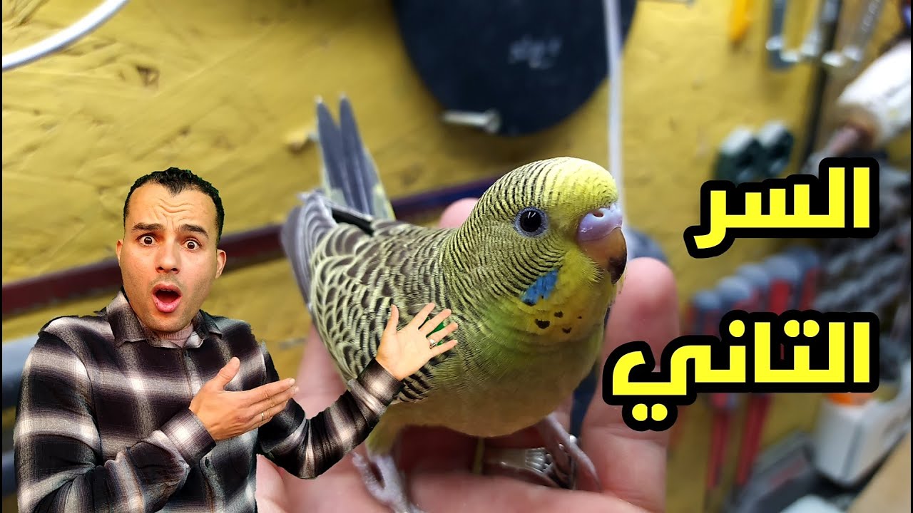 تعرف على السر التاني من اسرار تربية البادجي الاحترافية #للبادجي_عشق