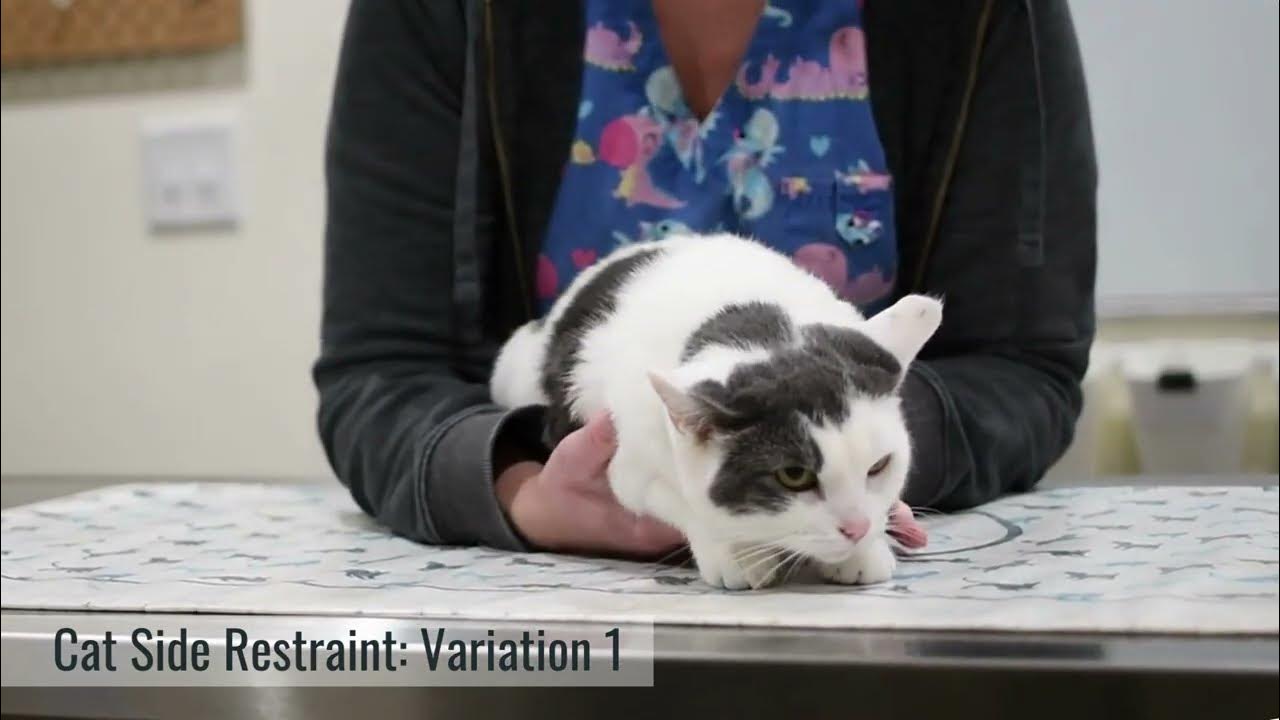 Cat Restraint Techniques North Cape Corner Veterinary Clinic YouTube