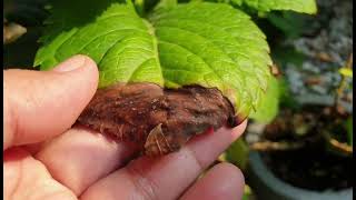 Hydrangea or Mil Flores Brown Tips in Leaves: Sun burn or Fertilizer Burn?