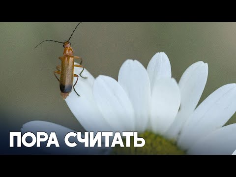 Посчитать бабочек, жуков и пчёл предлагают всем желающим в Германии‌