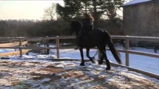 Equidia - Frisonline, l'élevage de Frisons.