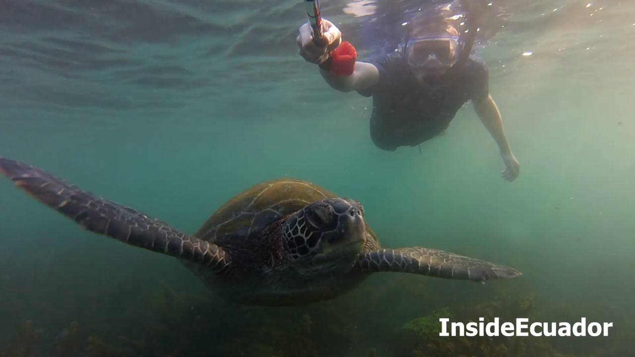 How to Eat a Prickly Pear (Tuna) - without getting thorns in your fingers! - YouTube