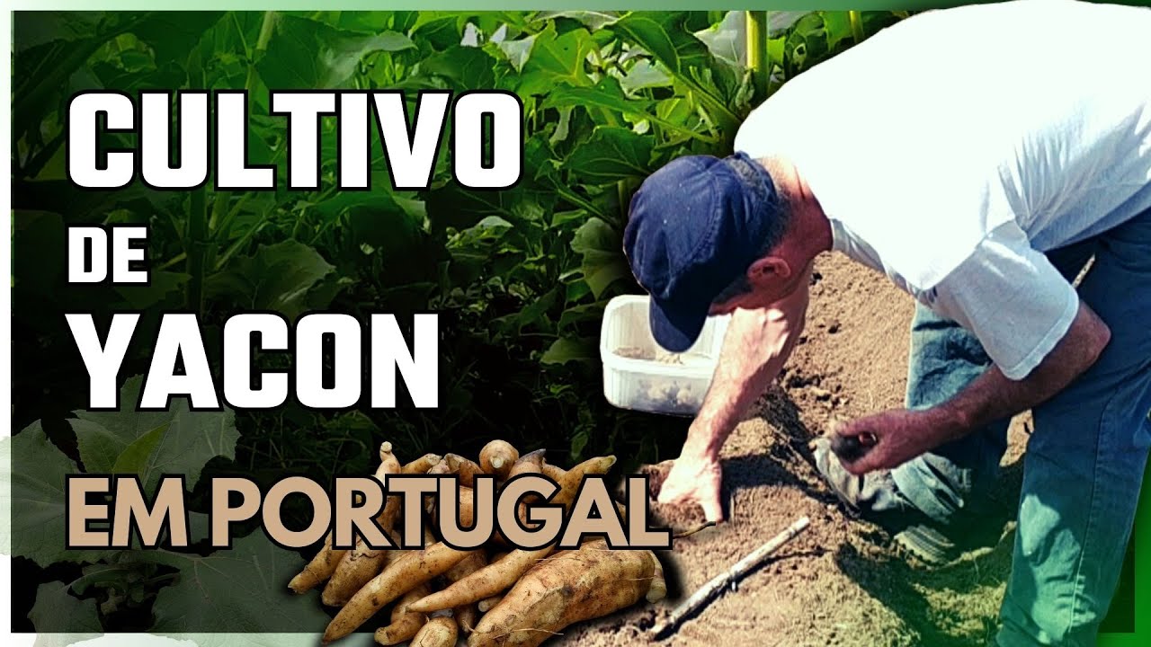 Как посадить и собрать картофель якон