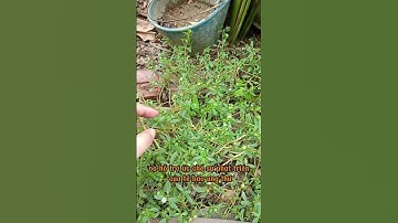 Công Dụng Bất Ngờ Của Cây Cỏ Mực ( Cây Nhọ Nồi)  #caythuocquanhta #caycomuc