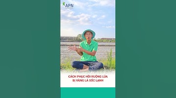 APN - CÁCH KHẮC PHỤC RUỘNG LÚA BỊ VÀNG LÁ SỐC LẠNH #kỹ_thuật_canh_tác_lúa