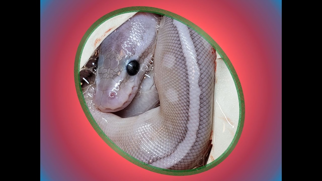ball python breeders in ohio I'M A SUCKER FOR PUNISHMENT!