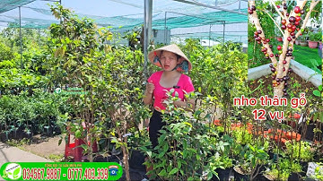 Nho thân gỗ 12 vụ trái quanh năm thơm ngon bổ dưỡng cây lâu năm trồng khu sinh thái khu nghỉ dưỡng