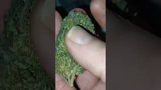 Sour Apple Pie and Platinum Bubba,  25Hour Farms (are they good?)
