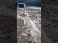 Ultimate Dog Meetup: Cutest Pups Playing & Having Fun Together! 🐶🥳 #DogMeetup #PuppyFun #W1n