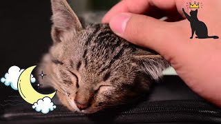 Relaxing Lullaby for Cats and Kittens 🐱💤  - CAT MUSIC 1 HR by Kitty Luxx 8 views 3 years ago 1 hour, 1 minute