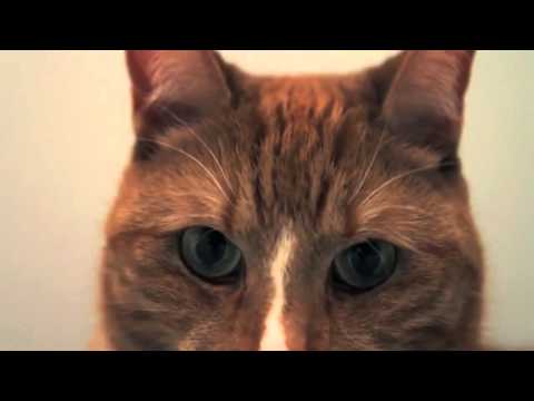 როგორ მოქმედებს ლაზერი ცხოველებზე | LAZERI.GE