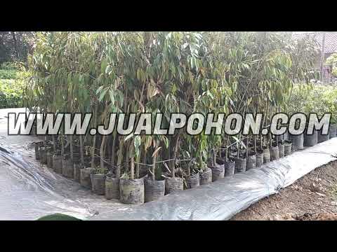 Harga Pohon Durian Montong Berukuran Besar Daun Rimbun Siap Berbuah