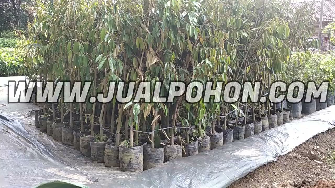 Harga Pohon Durian Montong Berukuran Besar Daun Rimbun Siap Berbuah