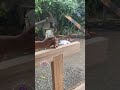 carpenter trick👍 #carpenter #woodworking #wood #diy #furniture #shorts