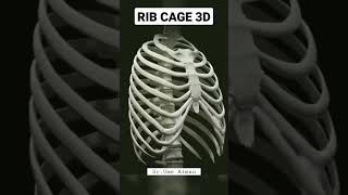 Rib Cage Anatomy