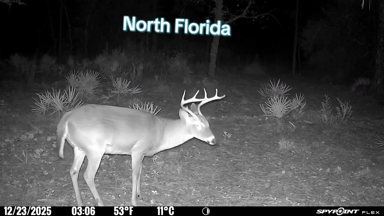 8-Point Buck Roams North Florida Forests Searching for Does  Wildlife Deer Rut 