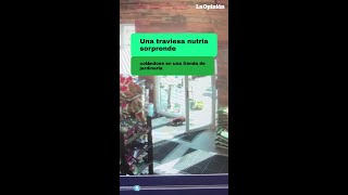 Una traviesa nutria sorprende a los empleados de un local de jardinería / La Opinión
