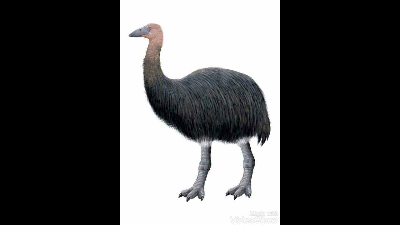 why did the elephant bird went extinct? - YouTube
