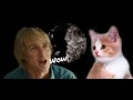 Pinch harmonic riff but it&#39;s Owen Wilson and a cat