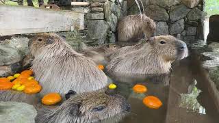 Capybara Yuzu Bath - YouTube
