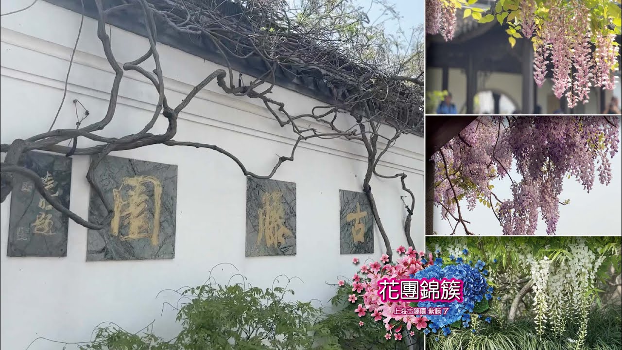 古藤園裡490年古紫藤依舊飄香| 花團錦簇7 | 上海閔行區| 2024.4.11拍攝