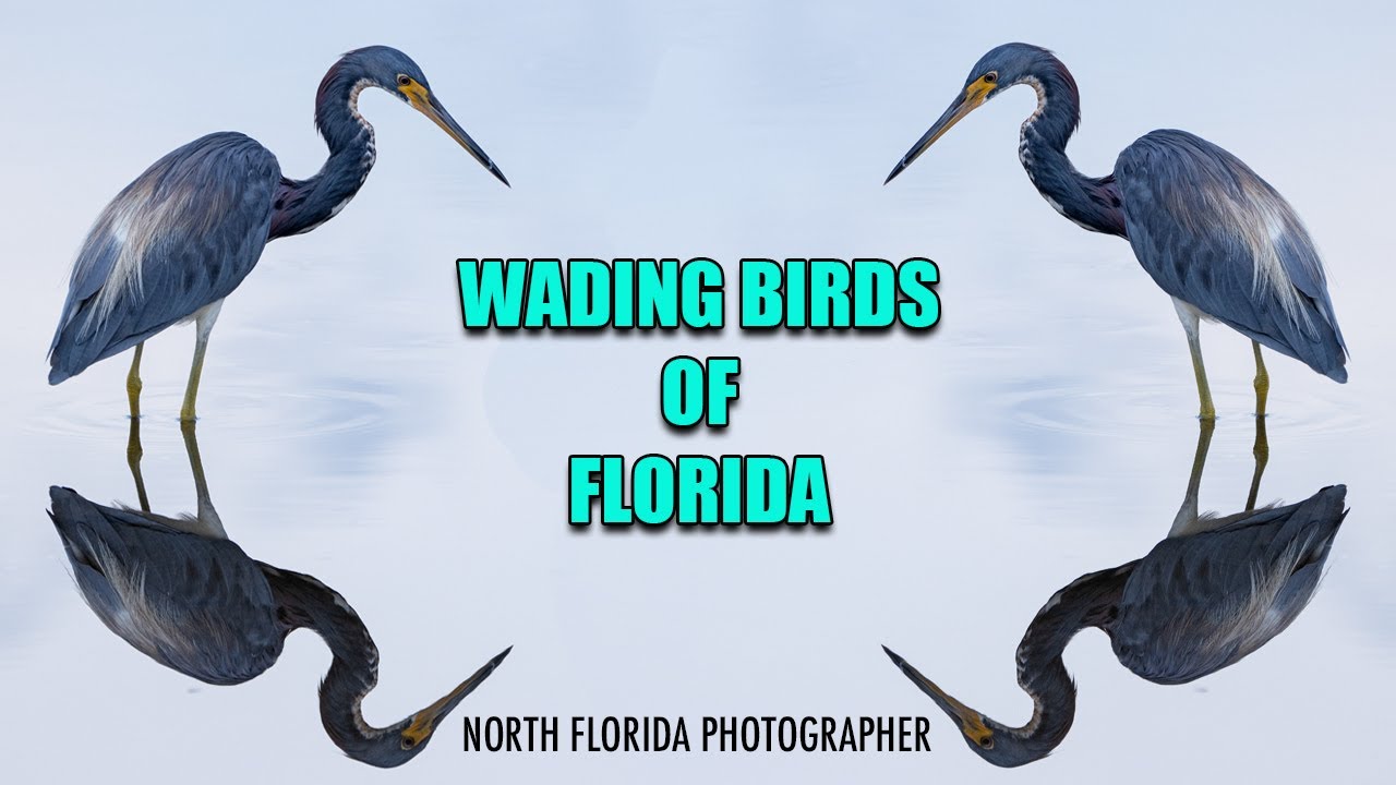 Wading Birds of Florida 